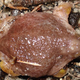 Illustration for article titled The Turtle Frog Is The Least Frog-Like Frog Youll Ever See